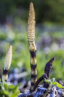Young forest horsetail