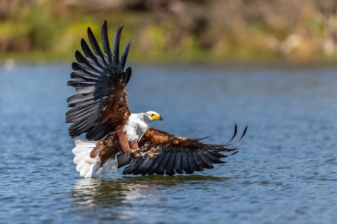African Fish Eagle