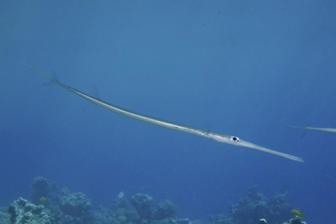 Bluespotted cornetfish