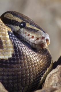 Royal python