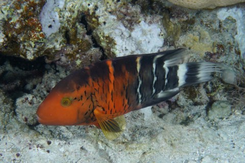 Red Breasted Wrasse