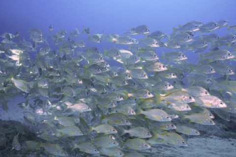 Shoal