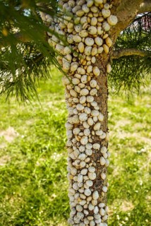 Pine tree full of little snails in nature