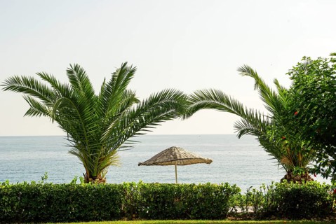 Palm tree