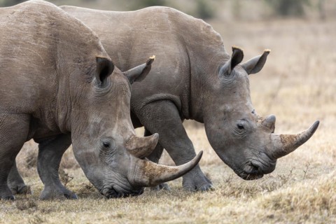 White rhinoceros