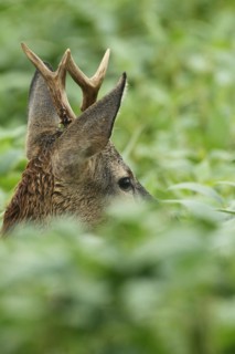 European roe deer