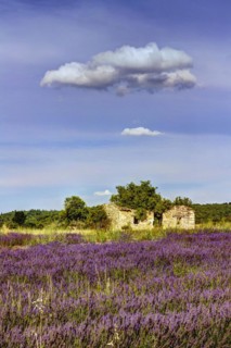 Lavender