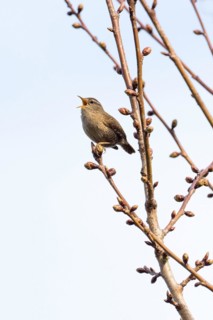 Eurasian wren