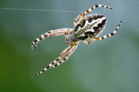 Oak leaf spider