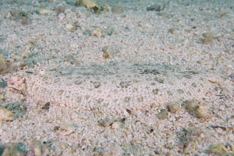 Well camouflaged finless sole