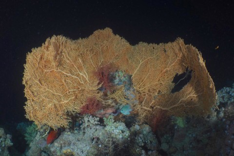 Giant sea fan