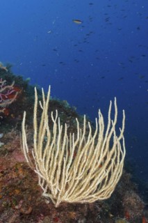 White gorgonian