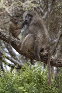 Olive baboon
