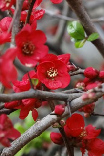 Ornamental quince