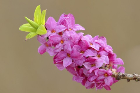 Daphne