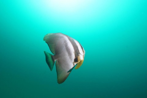 Longfin batfish