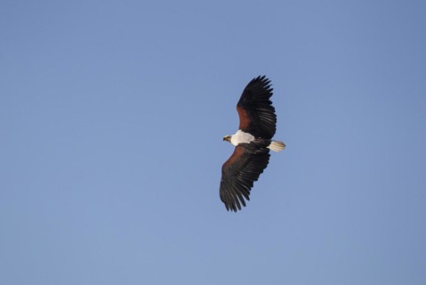 African fish eagle