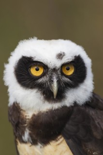 Spectacled owl
