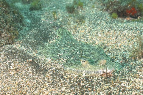 Well camouflaged flounder