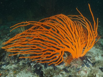 Orange palmate sea fan