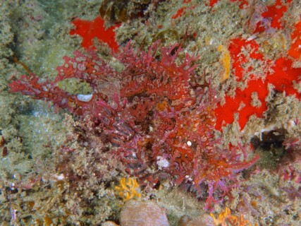 Despite its striking red colour