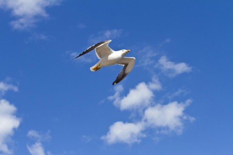 European herring gull