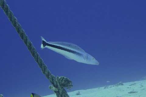 Bluehead torpedo bass