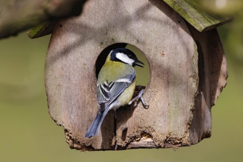 Great tit