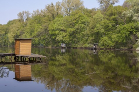 Old Rhine arm with fishing jetties near Jockgrim