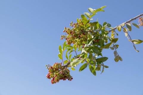 Brazilian brazilian peppertree