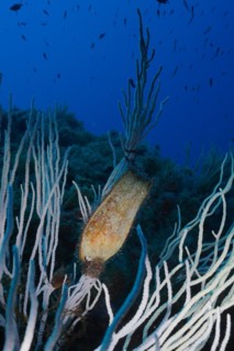 Egg capsule of Spotted Catshark