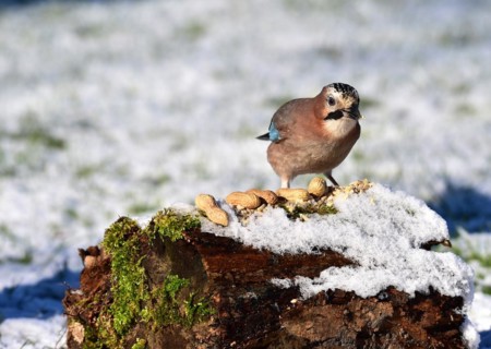 Eurasian jay