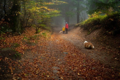 Mum and her little son go on a mountain trail in wet autumn weather. They are accompanied by a dog. Polish mountains