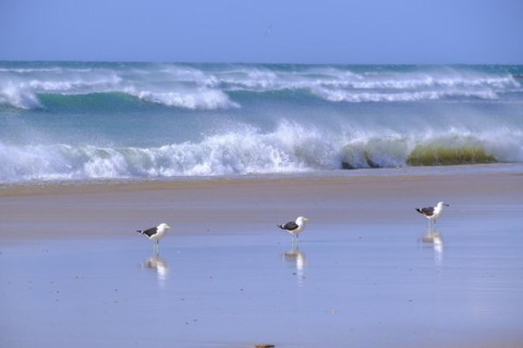 Three seagulls on the beach