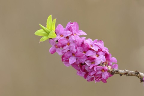 Daphne