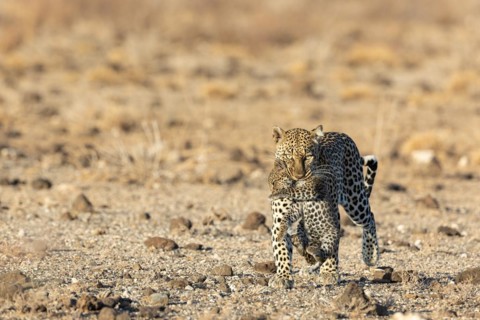 Leopard