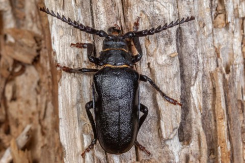 Tanner beetle