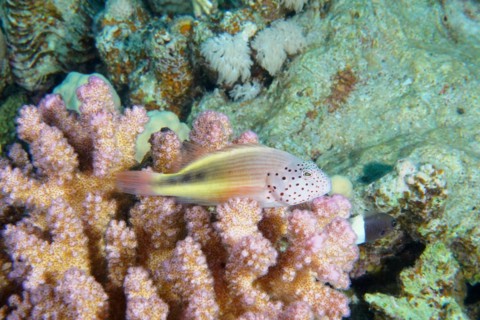 Striped coral quail