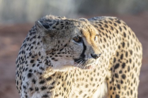 Cheetah