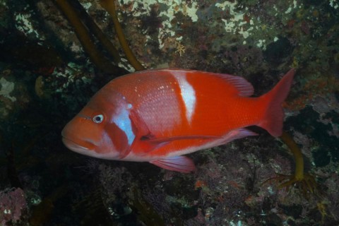 Red Roman sea bream