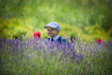 Beautiful little boy on a sunny day in a lavender field. Poland