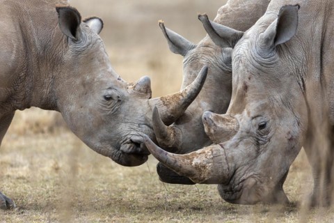 White rhinoceros