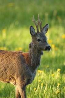 Roe deer