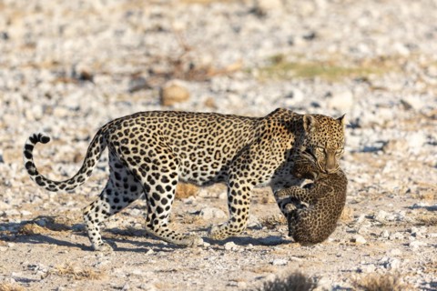 Leopard