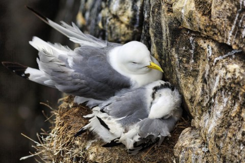 Kittiwake