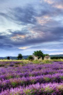Lavender