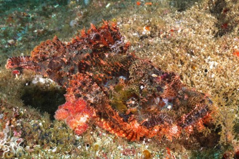 Fringed dragonhead