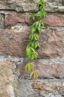 Wild vine