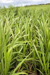 Plantation with young sugar cane
