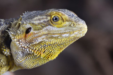 Bearded Dragon